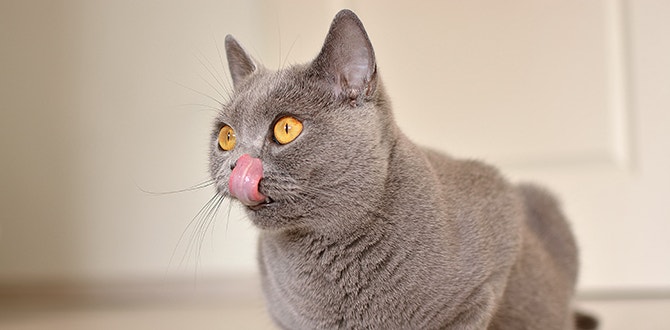 decoding cat food labels
