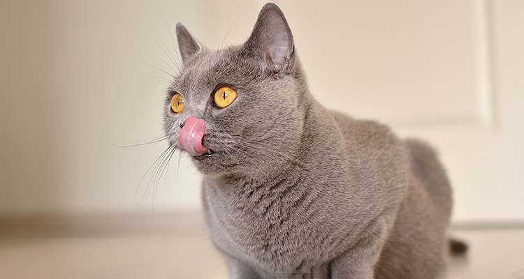 decoding cat food labels