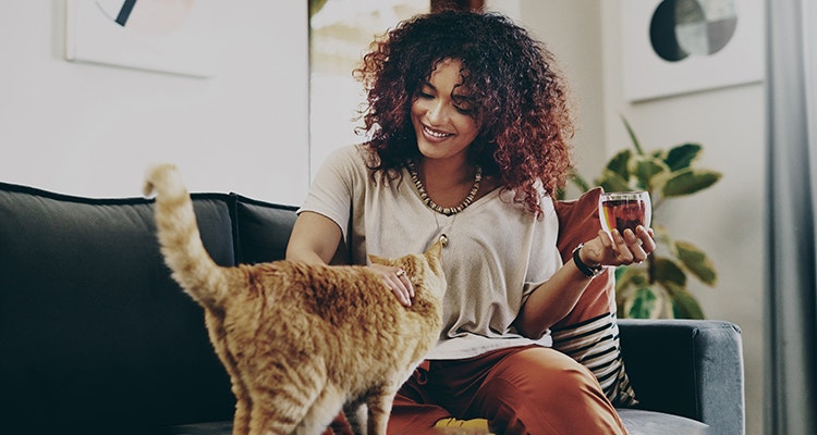 Indoor Cat Care hero 