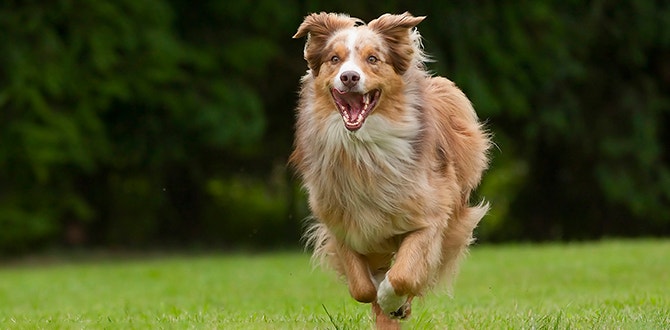 decoding dog food labels